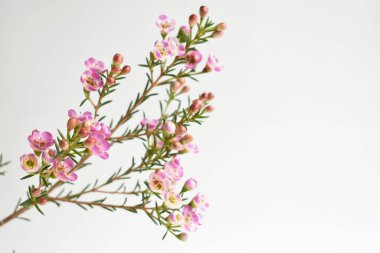 Avustralya yerlisi yabani çiçek pastel pembe Geraldton balmumu bukalemuncinatum beyaz arka planda izole edilmiş, mor çiçekli arka plan, düğün süslemesi, ilkbahar, botanik