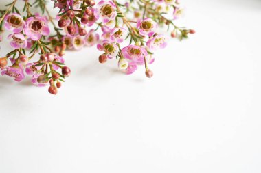 Avustralya yerlisi yabani çiçek pastel pembe Geraldton balmumu bukalemuncinatum beyaz arka planda izole edilmiş, mor çiçekli arka plan, düğün süslemesi, ilkbahar, botanik