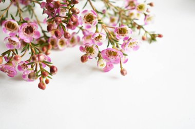 Avustralya yerlisi yabani çiçek pastel pembe Geraldton balmumu bukalemuncinatum beyaz arka planda izole edilmiş, mor çiçekli arka plan, düğün süslemesi, ilkbahar, botanik