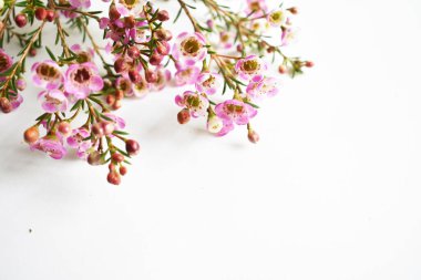 Avustralya yerlisi yabani çiçek pastel pembe Geraldton balmumu bukalemuncinatum beyaz arka planda izole edilmiş, mor çiçekli arka plan, düğün süslemesi, ilkbahar, botanik