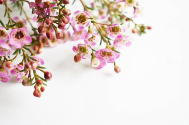 Avustralya yerlisi yabani çiçek pastel pembe Geraldton balmumu bukalemuncinatum beyaz arka planda izole edilmiş, mor çiçekli arka plan, düğün süslemesi, ilkbahar, botanik