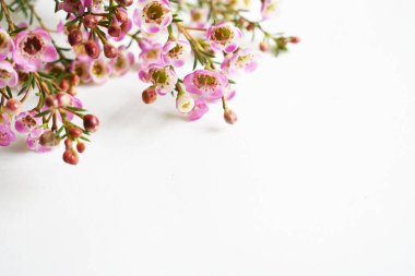 Avustralya yerlisi yabani çiçek pastel pembe Geraldton balmumu bukalemuncinatum beyaz arka planda izole edilmiş, mor çiçekli arka plan, düğün süslemesi, ilkbahar, botanik