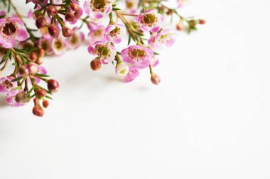 Avustralya yerlisi yabani çiçek pastel pembe Geraldton balmumu bukalemuncinatum beyaz arka planda izole edilmiş, mor çiçekli arka plan, düğün süslemesi, ilkbahar, botanik