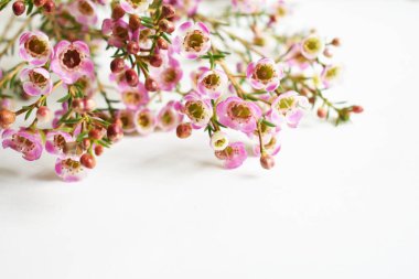 Avustralya yerlisi yabani çiçek pastel pembe Geraldton balmumu bukalemuncinatum beyaz arka planda izole edilmiş, mor çiçekli arka plan, düğün süslemesi, ilkbahar, botanik