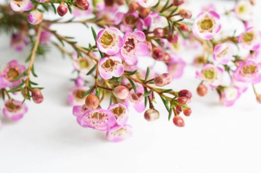 Avustralya yerlisi yabani çiçek pastel pembe Geraldton balmumu bukalemuncinatum beyaz arka planda izole edilmiş, mor çiçekli arka plan, düğün süslemesi, ilkbahar, botanik