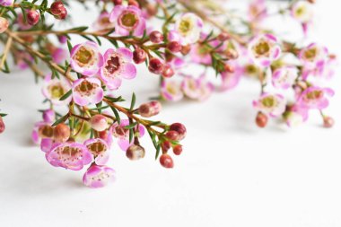 Avustralya yerlisi yabani çiçek pastel pembe Geraldton balmumu bukalemuncinatum beyaz arka planda izole edilmiş, mor çiçekli arka plan, düğün süslemesi, ilkbahar, botanik