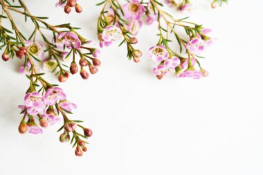 Avustralya yerlisi yabani çiçek pastel pembe Geraldton balmumu bukalemuncinatum beyaz arka planda izole edilmiş, mor çiçekli arka plan, düğün süslemesi, ilkbahar, botanik