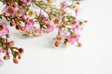 Avustralya yerlisi yabani çiçek pastel pembe Geraldton balmumu bukalemuncinatum beyaz arka planda izole edilmiş, mor çiçekli arka plan, düğün süslemesi, ilkbahar, botanik