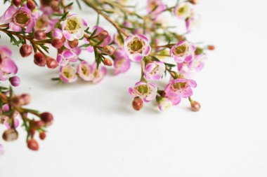 Avustralya yerlisi yabani çiçek pastel pembe Geraldton balmumu bukalemuncinatum beyaz arka planda izole edilmiş, mor çiçekli arka plan, düğün süslemesi, ilkbahar, botanik