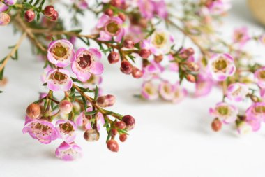 Avustralya yerlisi yabani çiçek pastel pembe Geraldton balmumu bukalemuncinatum beyaz arka planda izole edilmiş, mor çiçekli arka plan, düğün süslemesi, ilkbahar, botanik