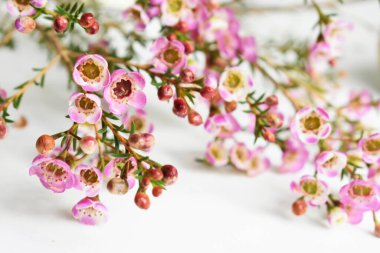 Avustralya yerlisi yabani çiçek pastel pembe Geraldton balmumu bukalemuncinatum beyaz arka planda izole edilmiş, mor çiçekli arka plan, düğün süslemesi, ilkbahar, botanik