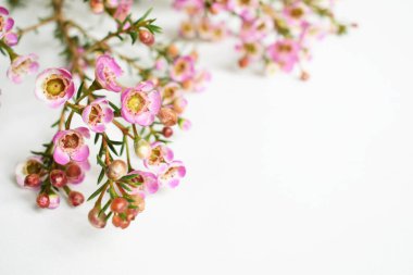 Avustralya yerlisi yabani çiçek pastel pembe Geraldton balmumu bukalemuncinatum beyaz arka planda izole edilmiş, mor çiçekli arka plan, düğün süslemesi, ilkbahar, botanik