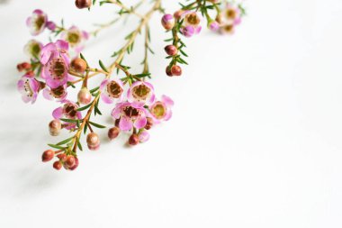 Avustralya yerlisi yabani çiçek pastel pembe Geraldton balmumu bukalemuncinatum beyaz arka planda izole edilmiş, mor çiçekli arka plan, düğün süslemesi, ilkbahar, botanik