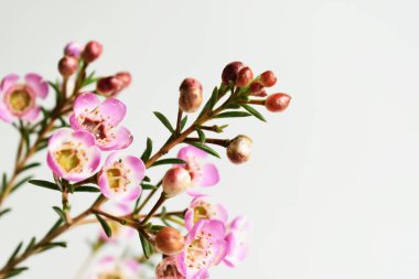 Avustralya yerlisi yabani çiçek pastel pembe Geraldton balmumu bukalemuncinatum beyaz arka planda izole edilmiş, mor çiçekli arka plan, düğün süslemesi, ilkbahar, botanik