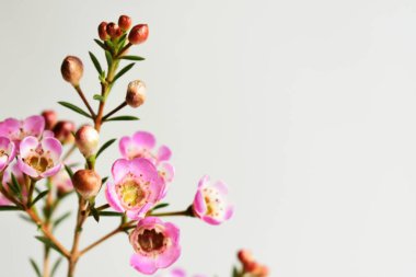 Avustralya yerlisi yabani çiçek pastel pembe Geraldton balmumu bukalemuncinatum beyaz arka planda izole edilmiş, mor çiçekli arka plan, düğün süslemesi, ilkbahar, botanik