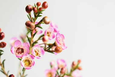 Avustralya yerlisi yabani çiçek pastel pembe Geraldton balmumu bukalemuncinatum beyaz arka planda izole edilmiş, mor çiçekli arka plan, düğün süslemesi, ilkbahar, botanik