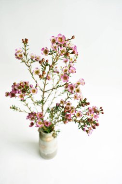 Avustralya yerlisi yabani çiçek pastel pembe Geraldton balmumu bukalemuncinatum beyaz arka planda izole edilmiş, mor çiçekli arka plan, düğün süslemesi, ilkbahar, botanik