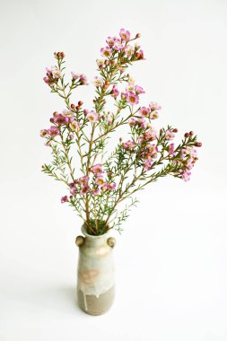 Avustralya yerlisi yabani çiçek pastel pembe Geraldton balmumu bukalemuncinatum beyaz arka planda izole edilmiş, mor çiçekli arka plan, düğün süslemesi, ilkbahar, botanik