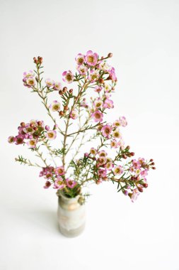 Avustralya yerlisi yabani çiçek pastel pembe Geraldton balmumu bukalemuncinatum beyaz arka planda izole edilmiş, mor çiçekli arka plan, düğün süslemesi, ilkbahar, botanik