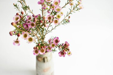 Avustralya yerlisi yabani çiçek pastel pembe Geraldton balmumu bukalemuncinatum beyaz arka planda izole edilmiş, mor çiçekli arka plan, düğün süslemesi, ilkbahar, botanik