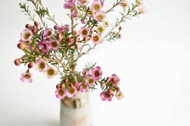 Avustralya yerlisi yabani çiçek pastel pembe Geraldton balmumu bukalemuncinatum beyaz arka planda izole edilmiş, mor çiçekli arka plan, düğün süslemesi, ilkbahar, botanik