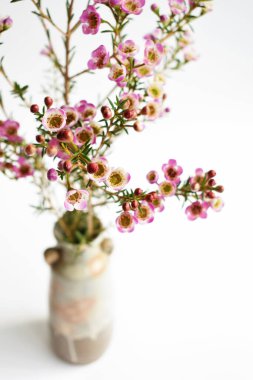 Avustralya yerlisi yabani çiçek pastel pembe Geraldton balmumu bukalemuncinatum beyaz arka planda izole edilmiş, mor çiçekli arka plan, düğün süslemesi, ilkbahar, botanik