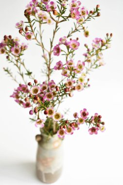 Avustralya yerlisi yabani çiçek pastel pembe Geraldton balmumu bukalemuncinatum beyaz arka planda izole edilmiş, mor çiçekli arka plan, düğün süslemesi, ilkbahar, botanik