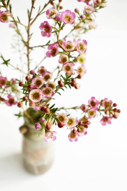 Avustralya yerlisi yabani çiçek pastel pembe Geraldton balmumu bukalemuncinatum beyaz arka planda izole edilmiş, mor çiçekli arka plan, düğün süslemesi, ilkbahar, botanik