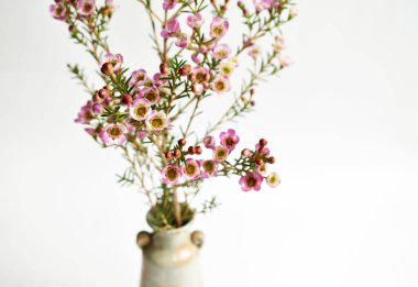 Avustralya yerlisi yabani çiçek pastel pembe Geraldton balmumu bukalemuncinatum beyaz arka planda izole edilmiş, mor çiçekli arka plan, düğün süslemesi, ilkbahar, botanik