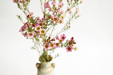 Avustralya yerlisi yabani çiçek pastel pembe Geraldton balmumu bukalemuncinatum beyaz arka planda izole edilmiş, mor çiçekli arka plan, düğün süslemesi, ilkbahar, botanik