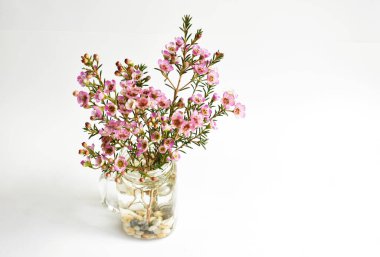 Avustralya yerlisi yabani çiçek pastel pembe Geraldton balmumu bukalemuncinatum beyaz arka planda izole edilmiş, mor çiçekli arka plan, düğün süslemesi, ilkbahar, botanik