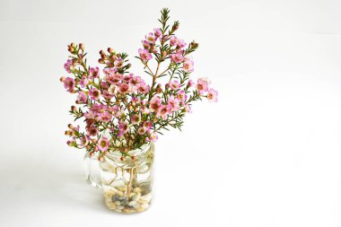 Avustralya yerlisi yabani çiçek pastel pembe Geraldton balmumu bukalemuncinatum beyaz arka planda izole edilmiş, mor çiçekli arka plan, düğün süslemesi, ilkbahar, botanik