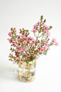 Avustralya yerlisi yabani çiçek pastel pembe Geraldton balmumu bukalemuncinatum beyaz arka planda izole edilmiş, mor çiçekli arka plan, düğün süslemesi, ilkbahar, botanik