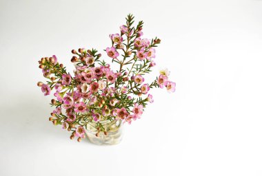 Avustralya yerlisi yabani çiçek pastel pembe Geraldton balmumu bukalemuncinatum beyaz arka planda izole edilmiş, mor çiçekli arka plan, düğün süslemesi, ilkbahar, botanik