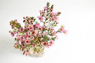 Avustralya yerlisi yabani çiçek pastel pembe Geraldton balmumu bukalemuncinatum beyaz arka planda izole edilmiş, mor çiçekli arka plan, düğün süslemesi, ilkbahar, botanik