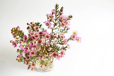 Avustralya yerlisi yabani çiçek pastel pembe Geraldton balmumu bukalemuncinatum beyaz arka planda izole edilmiş, mor çiçekli arka plan, düğün süslemesi, ilkbahar, botanik