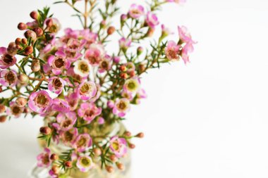 Avustralya yerlisi yabani çiçek pastel pembe Geraldton balmumu bukalemuncinatum beyaz arka planda izole edilmiş, mor çiçekli arka plan, düğün süslemesi, ilkbahar, botanik