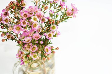 Avustralya yerlisi yabani çiçek pastel pembe Geraldton balmumu bukalemuncinatum beyaz arka planda izole edilmiş, mor çiçekli arka plan, düğün süslemesi, ilkbahar, botanik