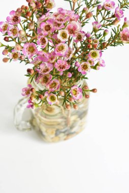 Avustralya yerlisi yabani çiçek pastel pembe Geraldton balmumu bukalemuncinatum beyaz arka planda izole edilmiş, mor çiçekli arka plan, düğün süslemesi, ilkbahar, botanik