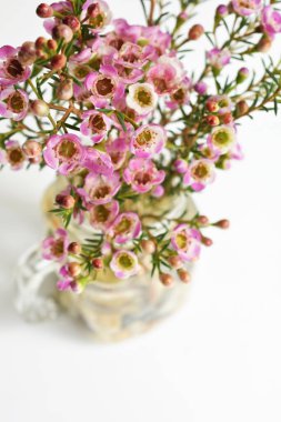 Avustralya yerlisi yabani çiçek pastel pembe Geraldton balmumu bukalemuncinatum beyaz arka planda izole edilmiş, mor çiçekli arka plan, düğün süslemesi, ilkbahar, botanik