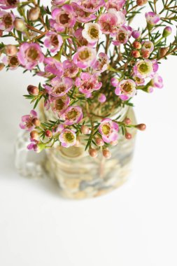 Avustralya yerlisi yabani çiçek pastel pembe Geraldton balmumu bukalemuncinatum beyaz arka planda izole edilmiş, mor çiçekli arka plan, düğün süslemesi, ilkbahar, botanik