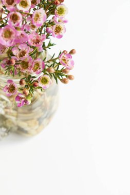 Avustralya yerlisi yabani çiçek pastel pembe Geraldton balmumu bukalemuncinatum beyaz arka planda izole edilmiş, mor çiçekli arka plan, düğün süslemesi, ilkbahar, botanik