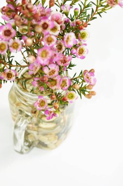 Avustralya yerlisi yabani çiçek pastel pembe Geraldton balmumu bukalemuncinatum beyaz arka planda izole edilmiş, mor çiçekli arka plan, düğün süslemesi, ilkbahar, botanik