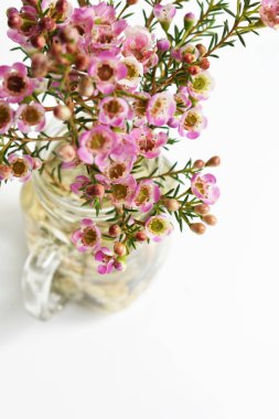 Avustralya yerlisi yabani çiçek pastel pembe Geraldton balmumu bukalemuncinatum beyaz arka planda izole edilmiş, mor çiçekli arka plan, düğün süslemesi, ilkbahar, botanik