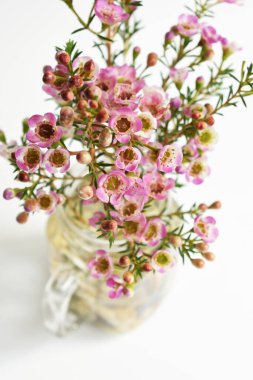 Avustralya yerlisi yabani çiçek pastel pembe Geraldton balmumu bukalemuncinatum beyaz arka planda izole edilmiş, mor çiçekli arka plan, düğün süslemesi, ilkbahar, botanik