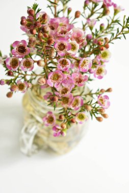 Avustralya yerlisi yabani çiçek pastel pembe Geraldton balmumu bukalemuncinatum beyaz arka planda izole edilmiş, mor çiçekli arka plan, düğün süslemesi, ilkbahar, botanik