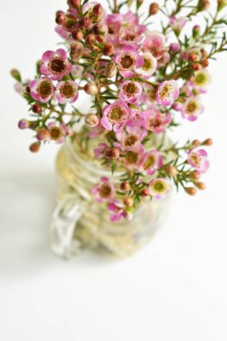 Avustralya yerlisi yabani çiçek pastel pembe Geraldton balmumu bukalemuncinatum beyaz arka planda izole edilmiş, mor çiçekli arka plan, düğün süslemesi, ilkbahar, botanik