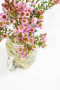 Avustralya yerlisi yabani çiçek pastel pembe Geraldton balmumu bukalemuncinatum beyaz arka planda izole edilmiş, mor çiçekli arka plan, düğün süslemesi, ilkbahar, botanik