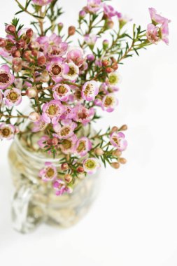 Avustralya yerlisi yabani çiçek pastel pembe Geraldton balmumu bukalemuncinatum beyaz arka planda izole edilmiş, mor çiçekli arka plan, düğün süslemesi, ilkbahar, botanik