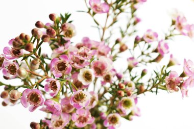 Avustralya yerlisi yabani çiçek pastel pembe Geraldton balmumu bukalemuncinatum beyaz arka planda izole edilmiş, mor çiçekli arka plan, düğün süslemesi, ilkbahar, botanik